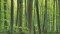 Picture of a forest