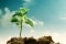 Young tree sprouts from a pile of earth.